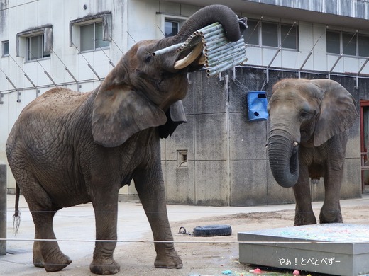 とべ動物園アフリカゾウ:リカ母さん(メス、推定37歳)