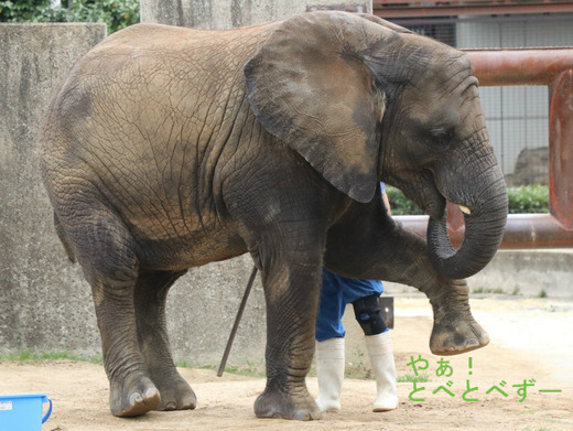 とべ動物園アフリカゾウ：砥愛ちゃん（メス、5歳）