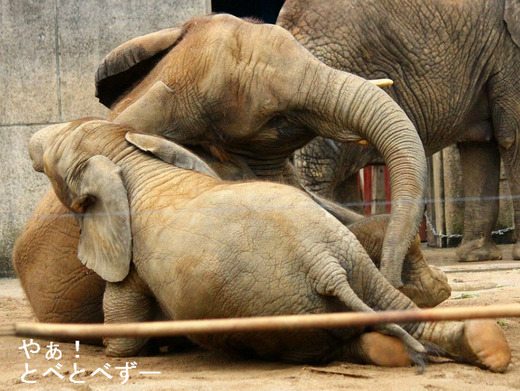 アフリカゾウの写真満載のブログ：やぁ！とべとべずー