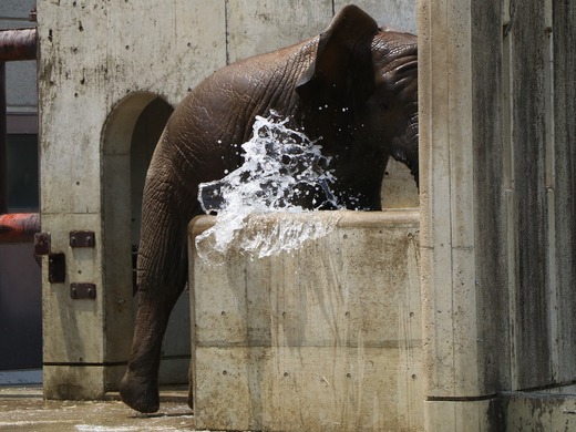 とべ動物園ブログ：やぁ！とべとべずー
