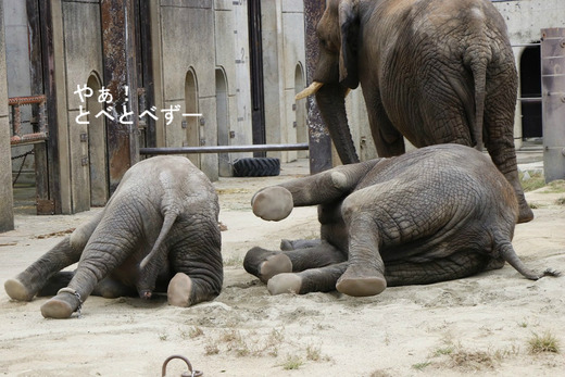 とべ動物園ブログ:ゾウ、ホッキョクグマ、レッサーパンダ、ライオン