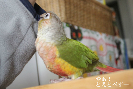 アカオウロコインコの「もみじ」さん