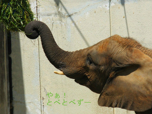 とべ動物園アフリカゾウ：媛ちゃん（メス、９歳）