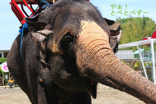 アジアゾウの「ランディ」。映画「星になった少年」のモデル