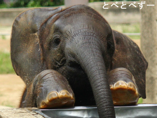 とべ動物園アフリカゾウの子象:砥愛(とあ)ちゃん