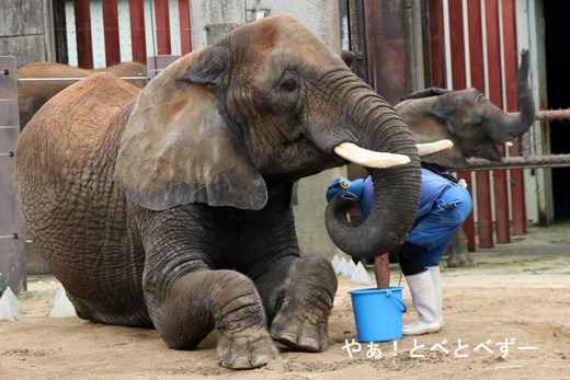とべ動物園ブログ:やぁ!とべとべずー