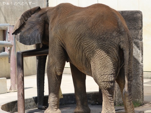 とべ動物園アフリカゾウ:媛ちゃん(メス、18歳)