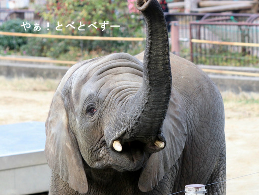 とべ動物園アフリカゾウのブログ：やぁ！とべとべずー