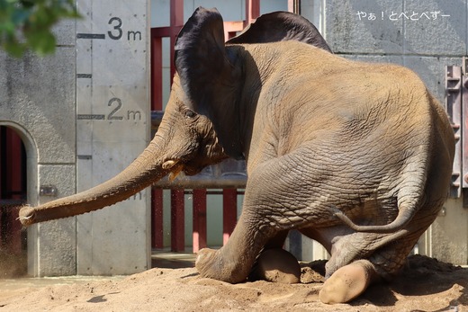 とべ動物園アフリカゾウ:砥愛ちゃん(メス、11歳)