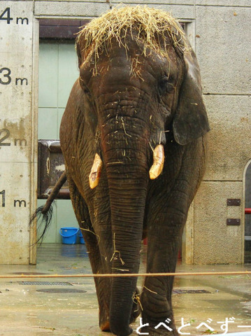 動物写真（アフリカゾウ）
