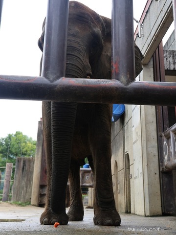 とべ動物園アフリカゾウ：媛ちゃん（メス、１８歳）