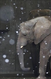 とべ動物園写真コンクール