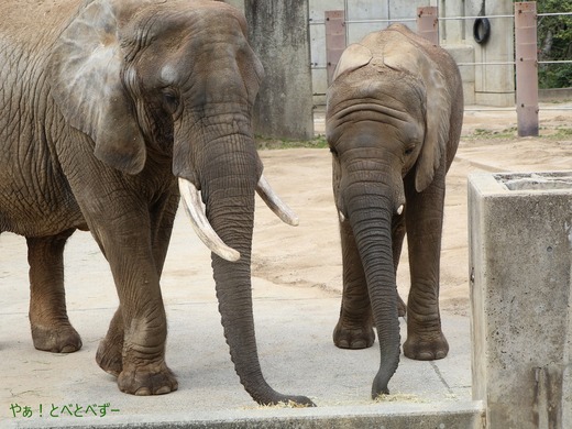 とべ動物園アフリカゾウのブログ:やぁ!とべとべずー