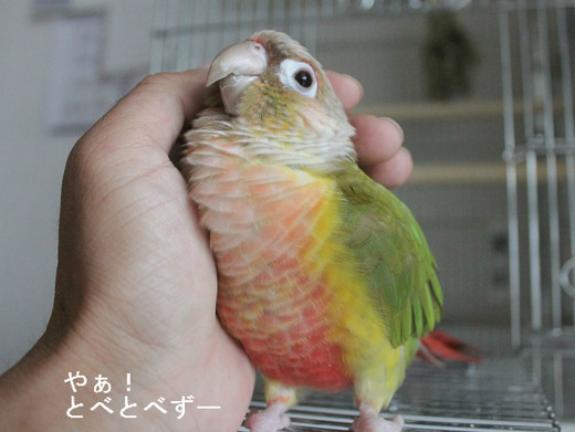 ウロコインコ（パイナップル）