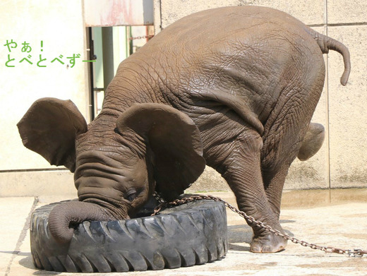 アフリカゾウ、アジアゾウ大好きブログ:やぁ!とべとべずー