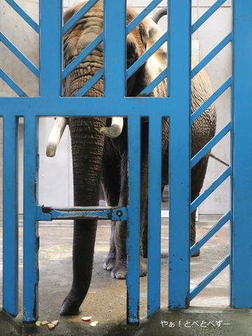 アフリカゾウ