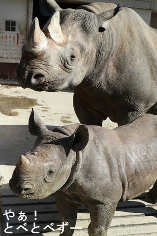 とべ動物園：ヒガシクロサイの親子