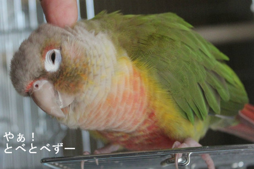 ウロコインコ（パイナップル）のもみじさん