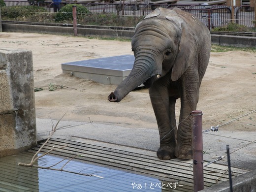 愛媛県立とべ動物園アフリカゾウ:砥愛ちゃん(メス、7歳)