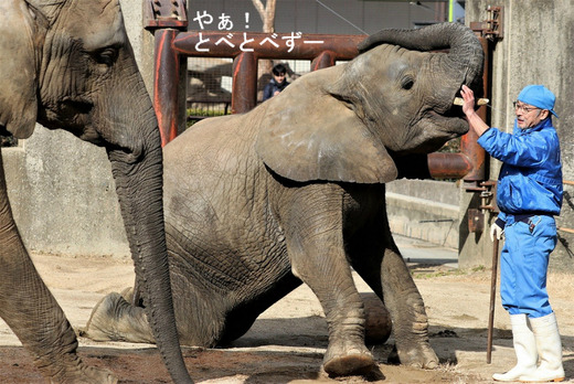 とべ動物園アフリカゾウのレジェンド飼育員の椎名さん