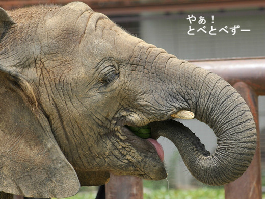 とべ動物園アフリカゾウのブログ:やぁ!とべとべずー