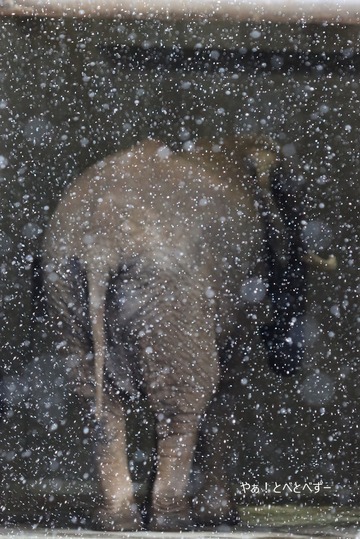 雪の中の動物園・アフリカゾウの家族