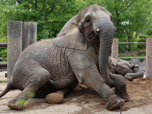 アフリカゾウ、アジアゾウ大好きブログ：やぁ！とべとべずー
