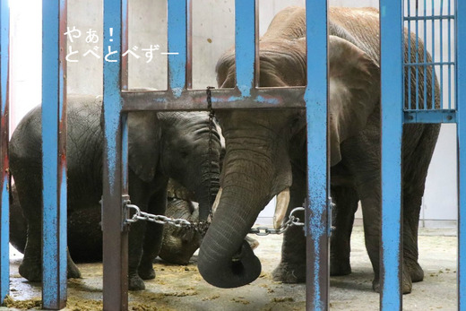 とべ動物園アフリカゾウ