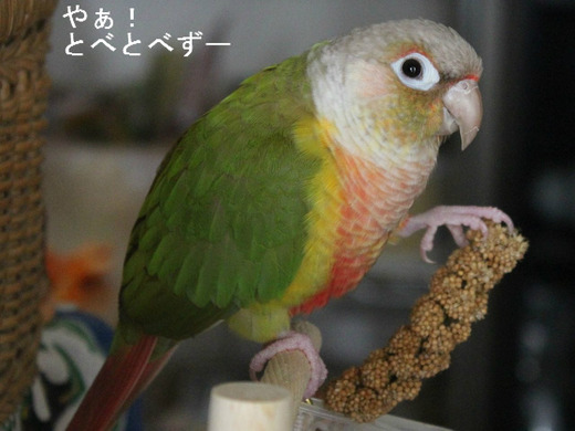 ウロコインコのもみじさんのブログ：やぁ！とべとべずー