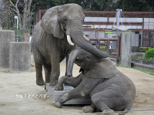 とべ動物園アフリカゾウ:リカ母さん(メス、推定35歳)