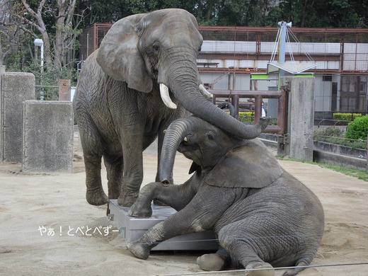 とべ動物園アフリカゾウ：リカ母さん（メス、推定３５歳）