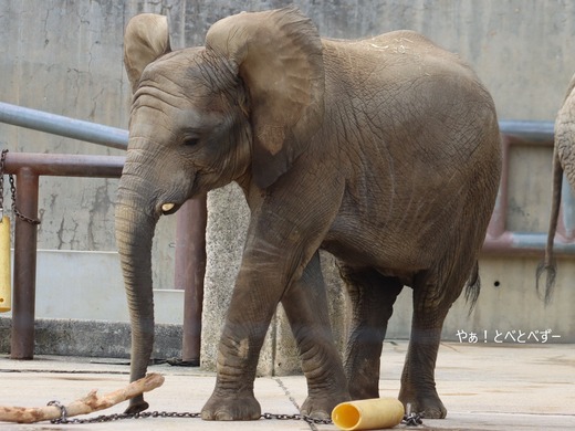 とべ動物園アフリカゾウのブログ:やぁ!とべとべずー