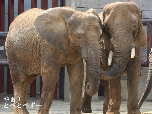 とべ動物園アフリカゾウの親子：リカ母さんと媛ちゃん