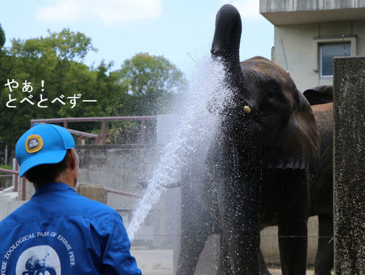 とべ動物園アフリカゾウ:媛ちゃん