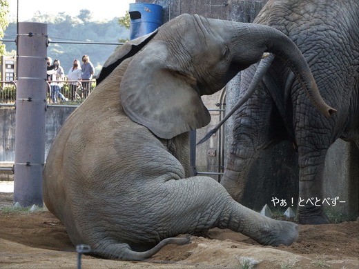 とべ動物園ブログ：やぁ！とべとべずー