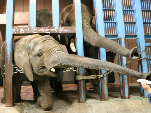 とべ動物園アフリカゾウ：砥愛ちゃんにエサやり体験