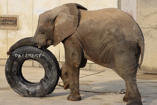 とべ動物園アフリカゾウ：砥愛ちゃん（メス、８歳）