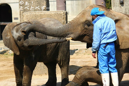 愛媛県とべ動物園アフリカゾウの仲良し姉妹。