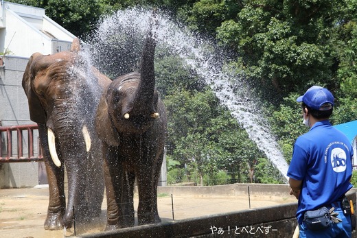 とべ動物園アフリカゾウのブログ：やぁ！とべとべずー