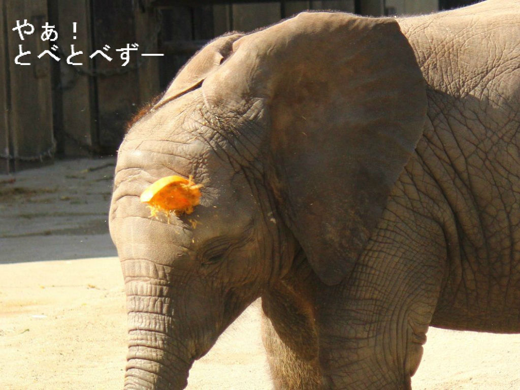 リカ母さんも嫌いな食べ物があるんだ やぁ とべとべずー与茂駄 よもだ くあとろ とべ動物園で暮らすアフリカゾウのブログ