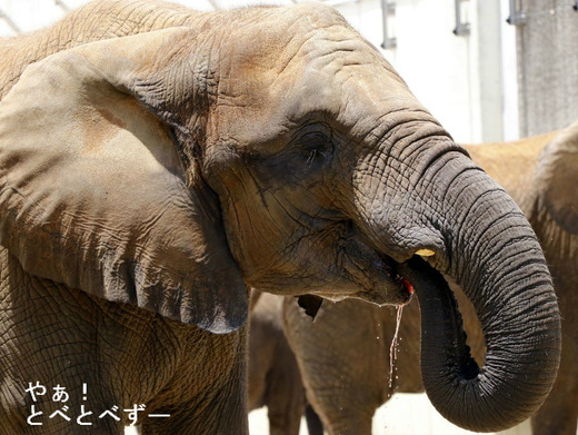 とべ動物園アフリカゾウ：アフ、リカ、媛、砥夢、砥愛