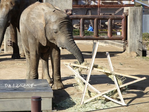 日本で唯一アフリカゾウの子象が見らえる愛媛とべ動物園