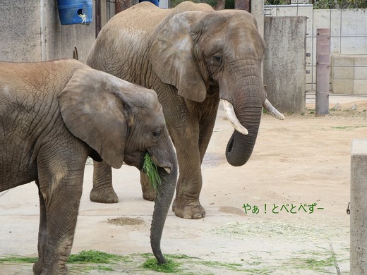 日本で唯一血縁関係のあるアフリカゾウの親子が暮らす愛媛とべ動物園