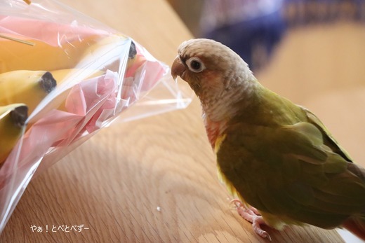 ウロコインコ（パイナップル）の『もみじ』さんのブログ