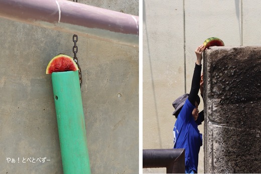 とべ動物園アフリカゾウのブログ：やぁ！とべとべずー