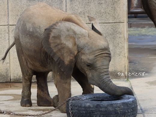 アフリカゾウの写真満載のブログ：やぁ！とべとべずー