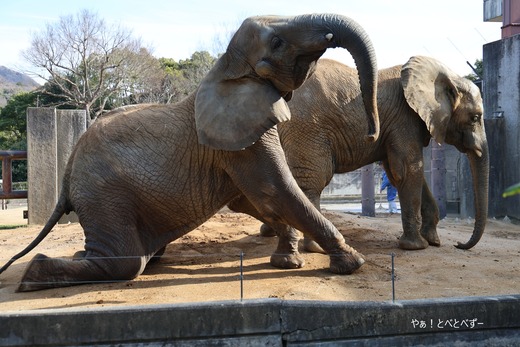 サバナゾウ、マルミミゾウ大好きブログ：やぁ！とべとべずー