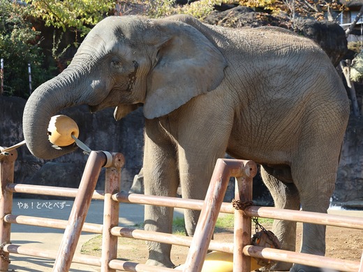 多摩動物公園アフリカゾウ：砥夢（とべ動物園生まれ