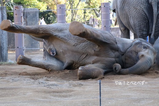 アフリカゾウ、アジアゾウ大好きブログ:やぁ!とべとべずー