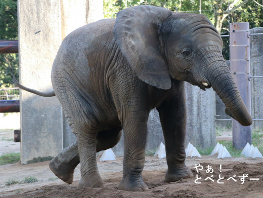 とべ動物園アフリカゾウ：砥愛ちゃん（メス、5歳）
